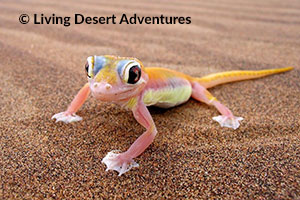 Namib Desert Tours in Swakopmund