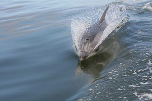 Dolphin tours in Walvis Bay and Swakopmund